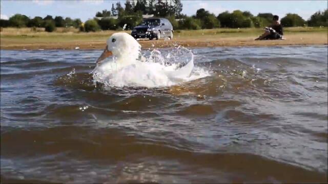 Sunny Summer Days are back! Duck is having a Swim!