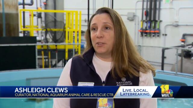 New Kemp's ridley sea turtle coming to aquarium exhibit