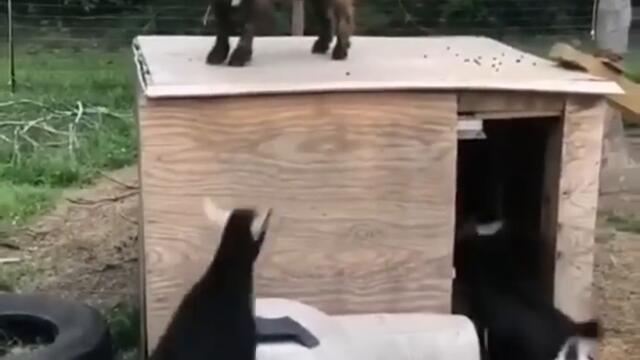 Try Not To Laugh ...dancing goat ..funny goats . cute goats .. crazy goats