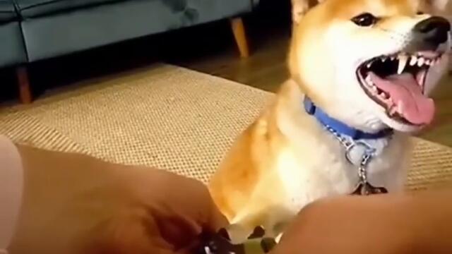 try not to laugh  .. Funny Dogs. cats  Jealousy Reactions - Funny Dog . funny cats  Compilation