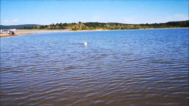 Duck is having a Swim on the hottest day of the year!