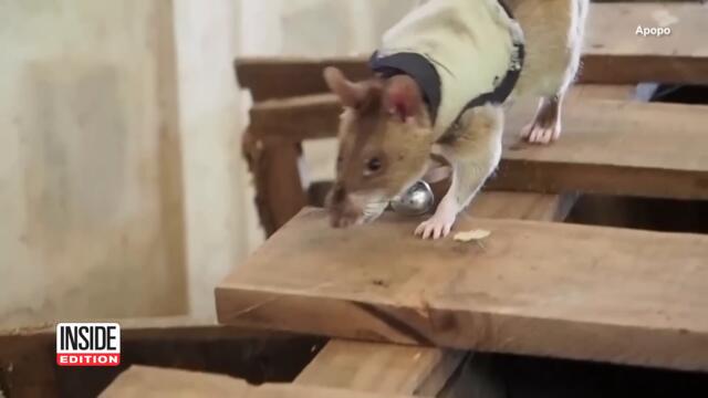 These Rats Hunt for Humans