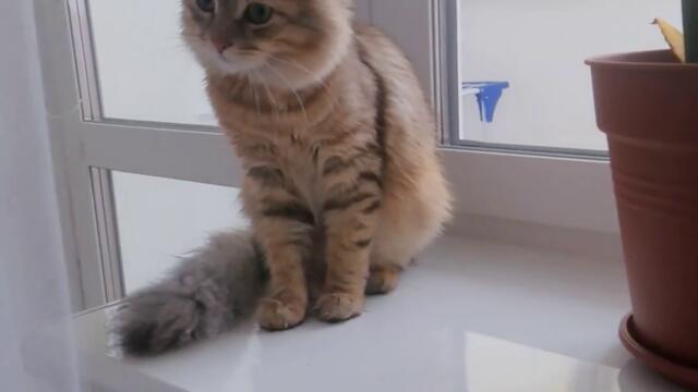 Hey close it! | Nafantik 🐾