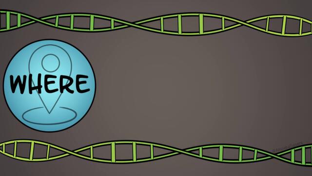 DNA Replication (Updated)