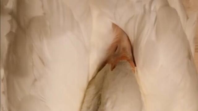 Just wait for it... Duck is having a Nightmare! #Shorts