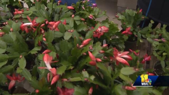Sunday Gardener answers your Christmas cactus questions