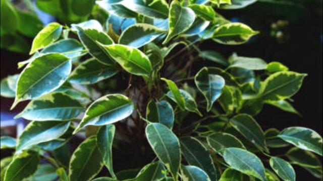 ЯК ДОГЛЯДАТИ ЗА ФІКУСОМ БЕНДЖАМІНА/ПРИЧИНИ ПОЖОВТІННЯ ТА ОПАДАННЯ ЛИСТЯ #субтитры #субтитри #sub