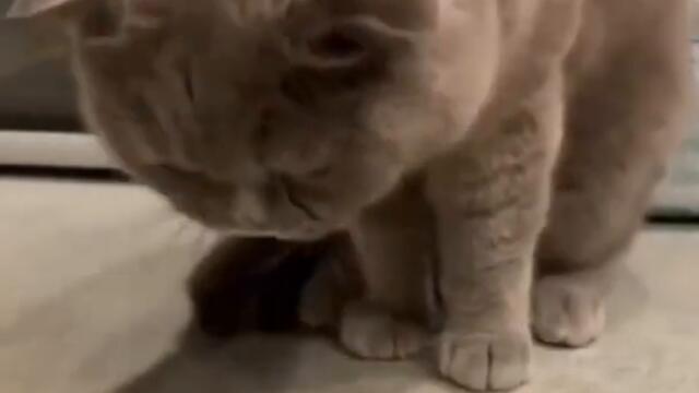 Katze frisst nicht mehr ... Wie wärs mit Shrimps? #shorts