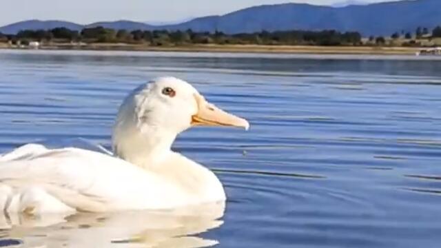 Duck is Attacked from Under the Water! #Shorts