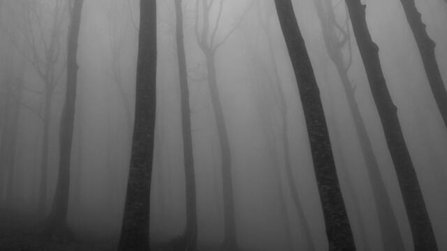 A Step In The Dark Forest