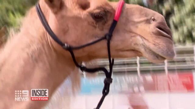 3 Camels Escape Nativity Scene