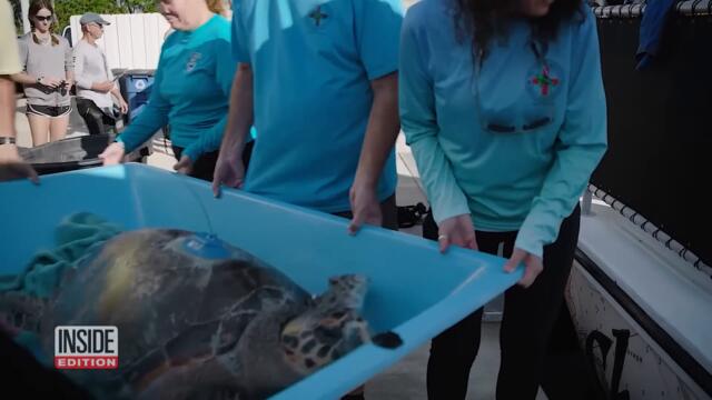 Endangered Turtle Released After Fishing Lure Accident