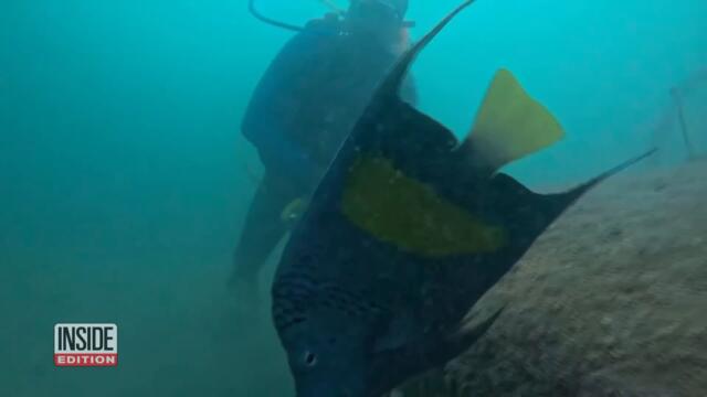 Sunken Car Creates Home for Colorful Fish