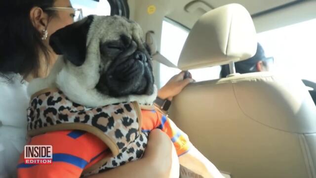 Dubai Pet Taxi Chauffeurs Pampered Pooches