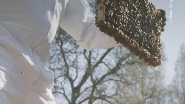 Bay Area Teen Reverses Effects of Pesticides on Bees