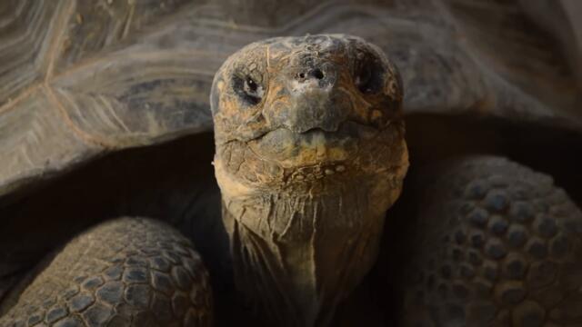 The World Used To Be Full of Giant Tortoises