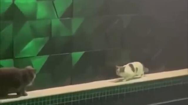 Популярное из TikTok (101 часть)