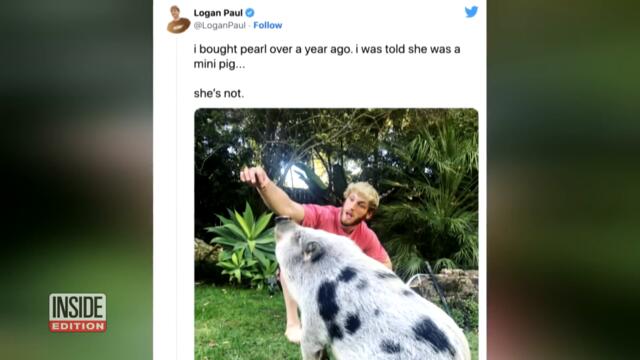 Logan Paul Thanks Animal Sanctuary for Rescuing Pig He Once Owned