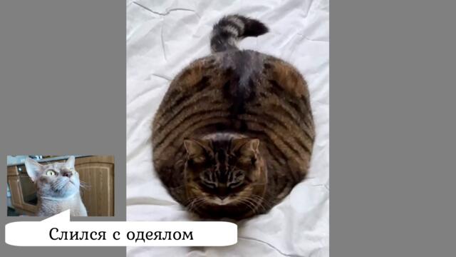 Смешные приколы и видео про забавных котов и кошек. Ржака про котов и кошек. Видео с котиками