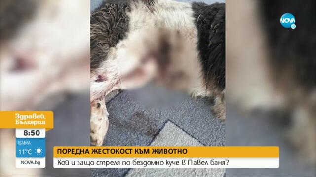 Протест в Павел баня заради пореден случай на жестокост към животно - Здравей, България (19.01.2023)