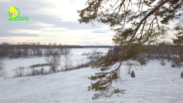 A Beautiful Day in the Winter Forest