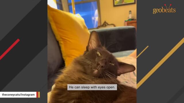 Judgmental cat has no patience for misbehavior