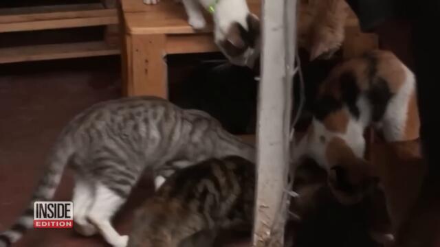 Woman Adopts Over 600 Stray Cats