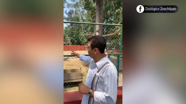 Del zoológico a...¿Un taco de barbacoa?