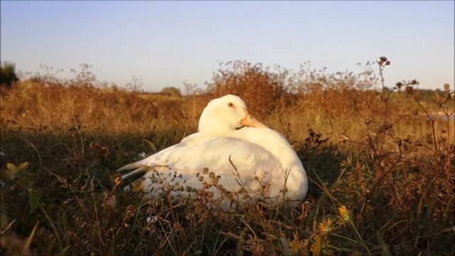Tired Boy! Duck is taking a nap nearby the Lake!