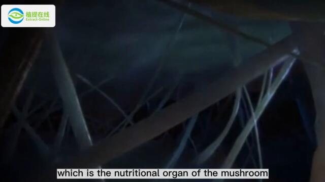 Differences between mycelium and fruiting body
