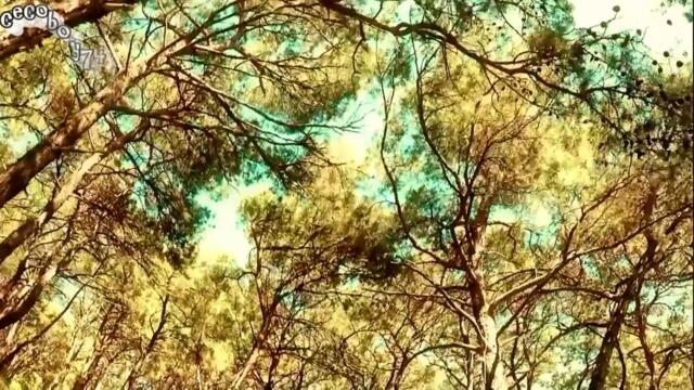 Πάνος Γαληνός - Ρούχο στην πλάτη - дреха на гърба