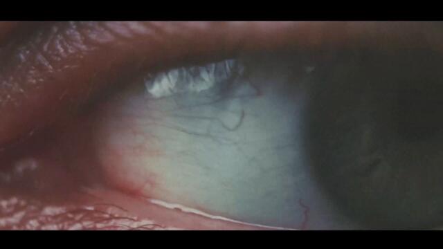 Dark Side Bright Side - The Paradox Tree