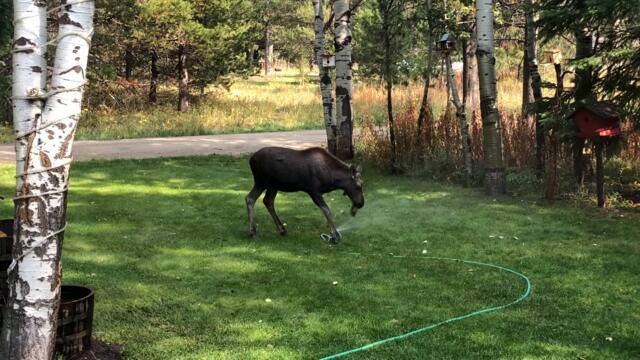 Baby Moose vs Sprinkler