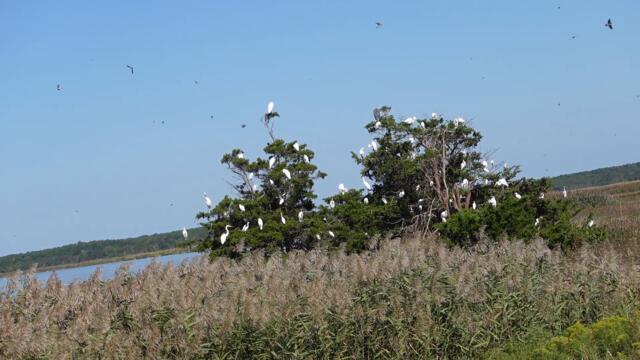 [Everyday Life Hip Hop Edits #8] Philanthrope and Devaloop- Isolation (Tree Full of Egrets 4K HD)