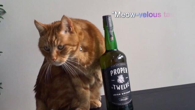 Happy St. Patrick's Day from ITSMAXICAT