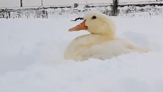 Duck Eats Snow! #Shorts