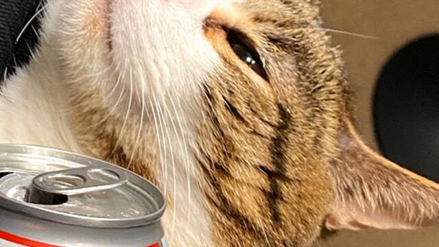 I Only Do Pushups When I'm Drunk (Drinking Lonely)