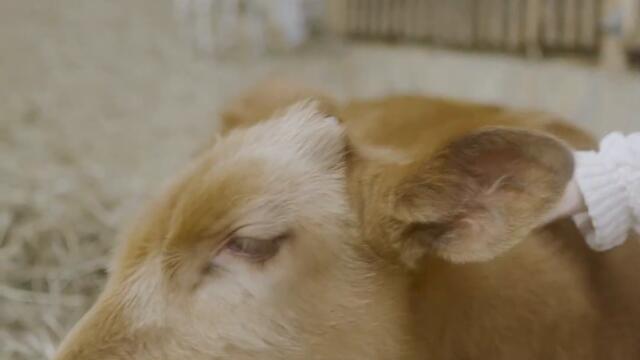 VIRGA - GORGO & TANGO (2023) #videoclip