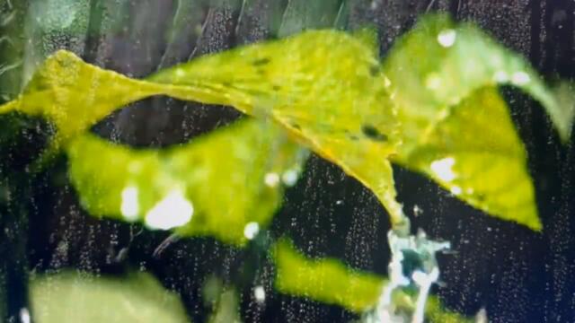 Наталья Влади   -   Я буду о тебе молчать.