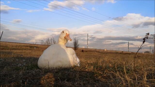 Early Spring is just around the corner! Duck is out for a quick walk, back home for a bath later!