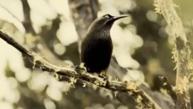 Kauai OO Bird