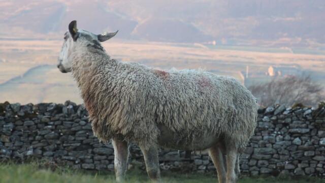 Mr Swaledale - The Documentary