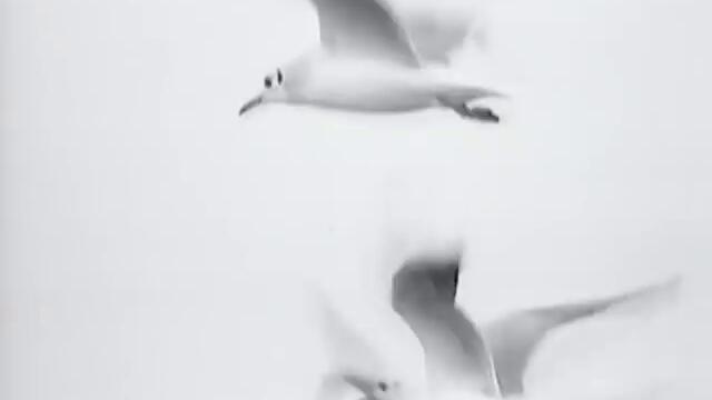 Leonard Cohen - First We Take Manhattan (Official Video)