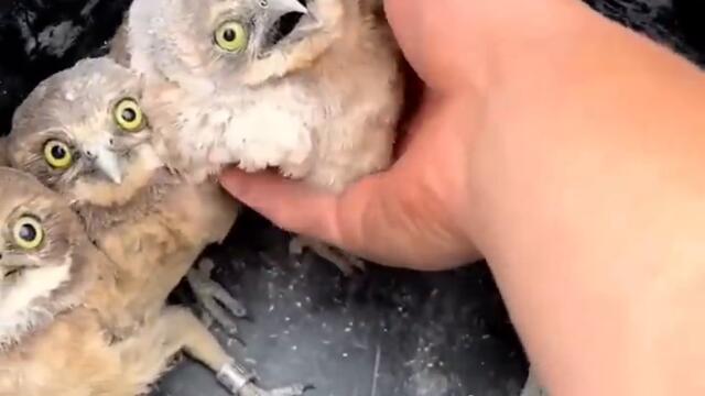 Release the Owls! Ozzy Man Quickies