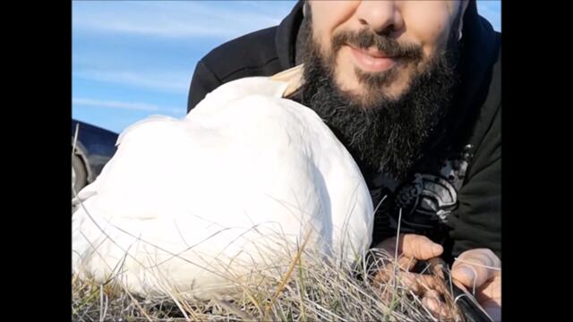 Duck loves his Dad's Beard! And a Grass Snack!
