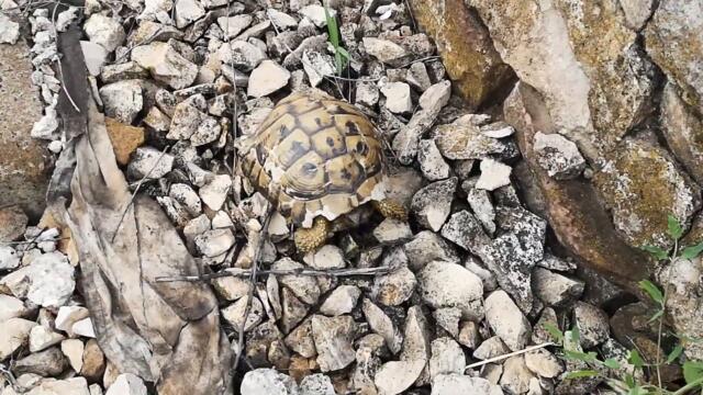 Close Call! A Turtle Rescued from a Busy Railroad minutes before an incoming Train! 😱