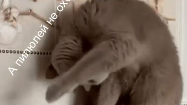 Как быть Видео приколы с кошками смотреть онлайн бесплатно