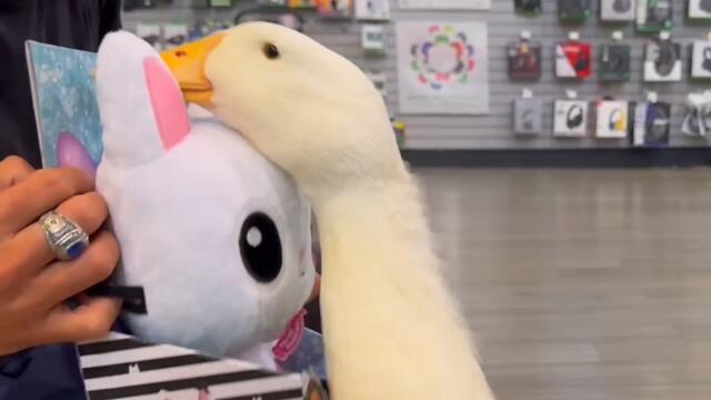 I took my duck to GameStop