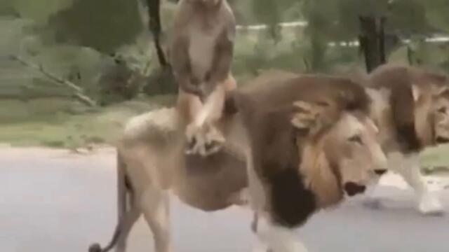 Карточный долг это святое Видео приколы с животными смотреть онлайн бесплатно