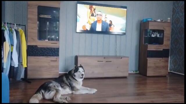 Хаски подпевает)